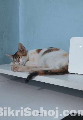 বিড়াল এডাকশনের জন্য